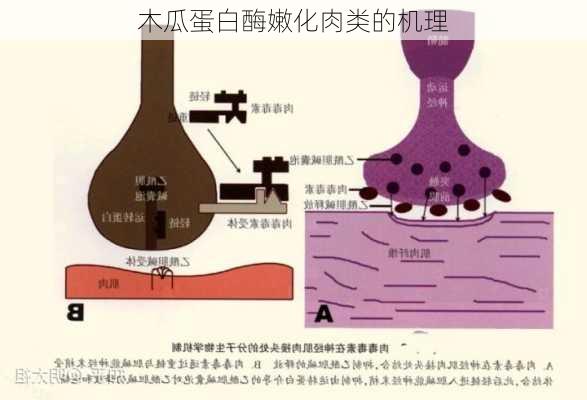 木瓜蛋白酶嫩化肉类的机理