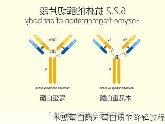 木瓜蛋白酶对蛋白质的降解过程