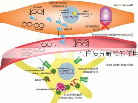蛋白质分解酶的作用