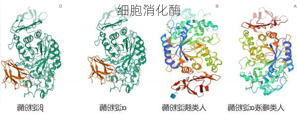 细胞消化酶