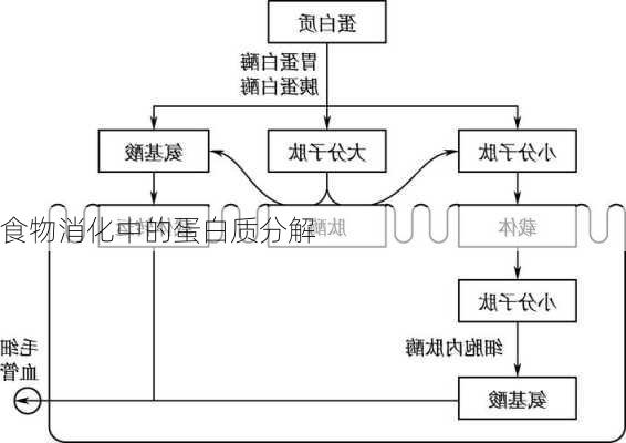 食物消化中的蛋白质分解