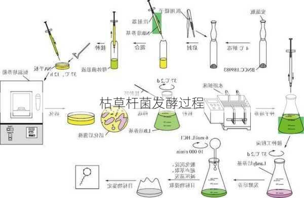 枯草杆菌发酵过程