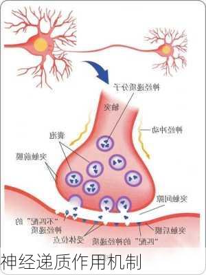 神经递质作用机制