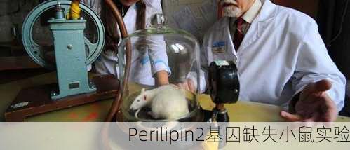 Perilipin2基因缺失小鼠实验