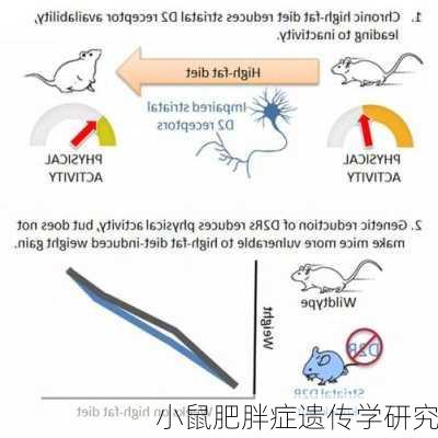 小鼠肥胖症遗传学研究