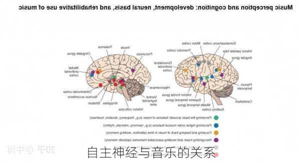 自主神经与音乐的关系