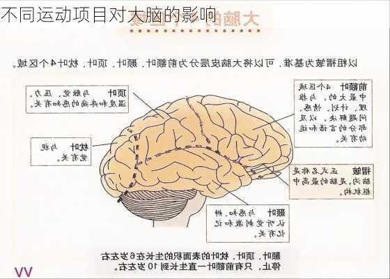 不同运动项目对大脑的影响