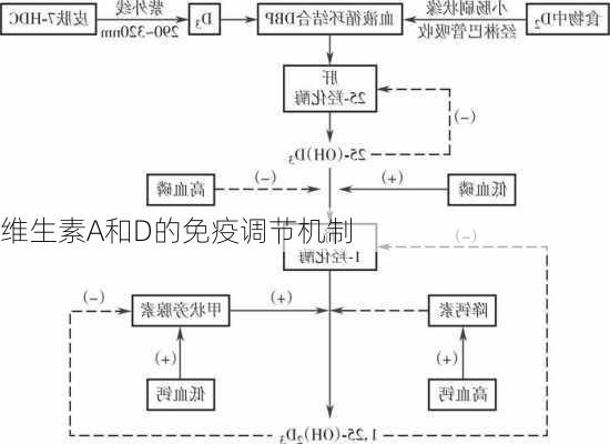 维生素A和D的免疫调节机制