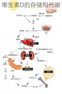 维生素D的存储和代谢