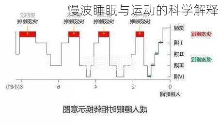 慢波睡眠与运动的科学解释