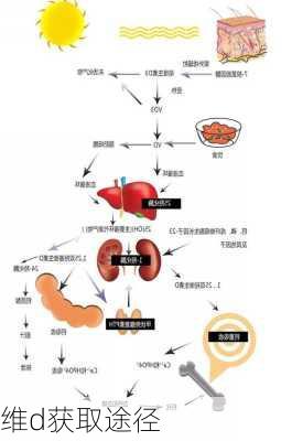 维d获取途径