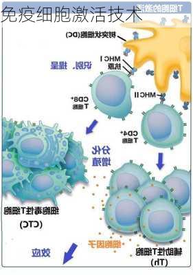 免疫细胞激活技术