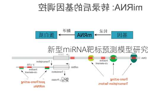 新型miRNA靶标预测模型研究