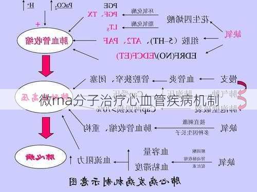 微rna分子治疗心血管疾病机制