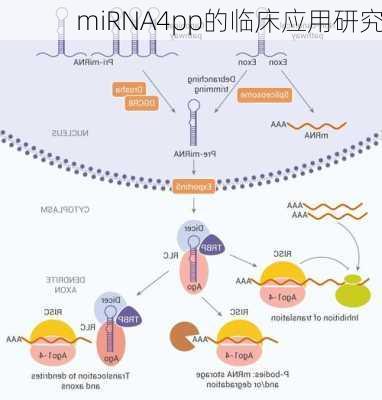 miRNA4pp的临床应用研究