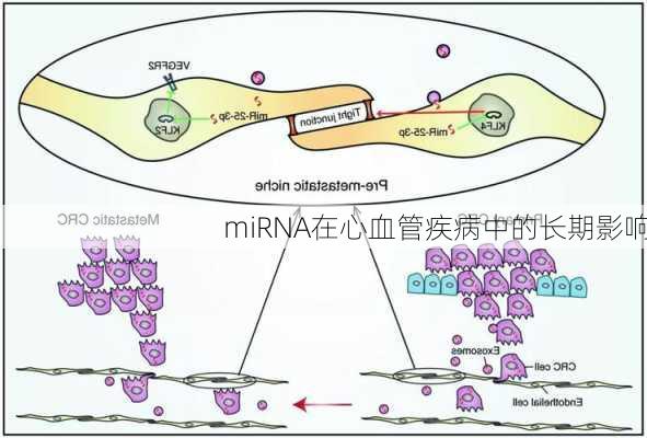 miRNA在心血管疾病中的长期影响