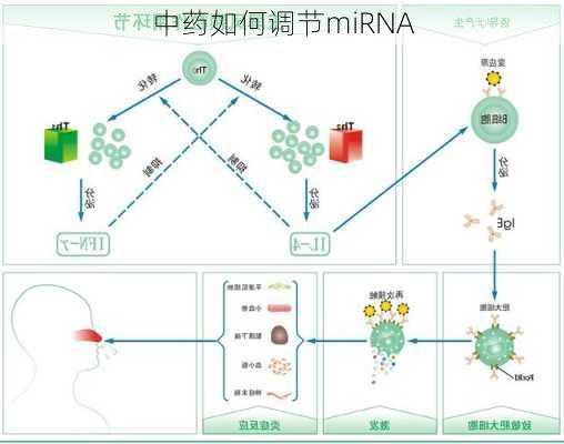 中药如何调节miRNA