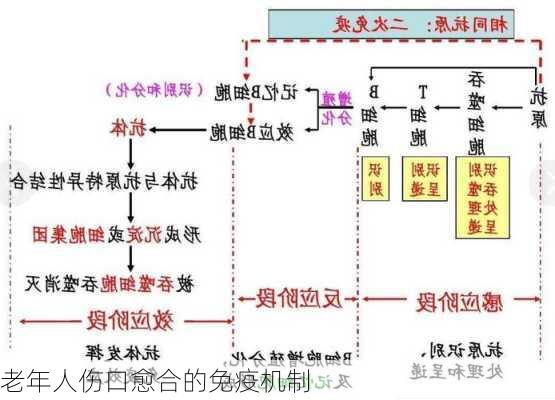 老年人伤口愈合的免疫机制