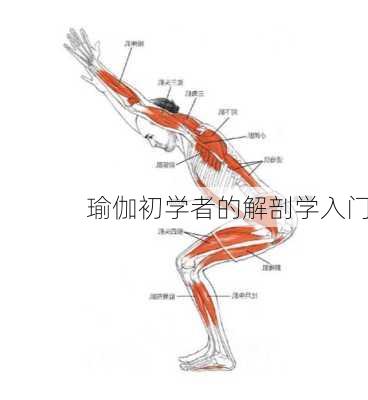 瑜伽初学者的解剖学入门