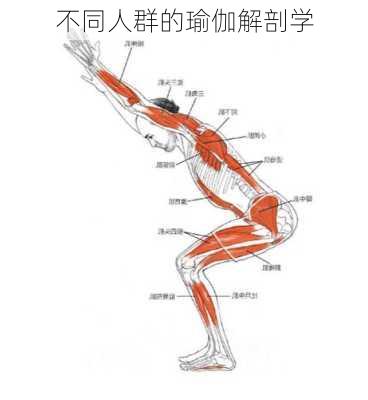 不同人群的瑜伽解剖学