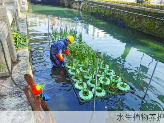 水生植物养护